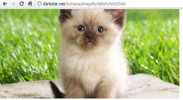 Kitten 400x400